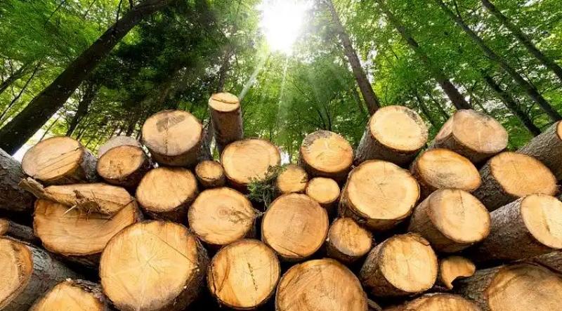 什麼是木漿紙:從原料到產品的綠色革命